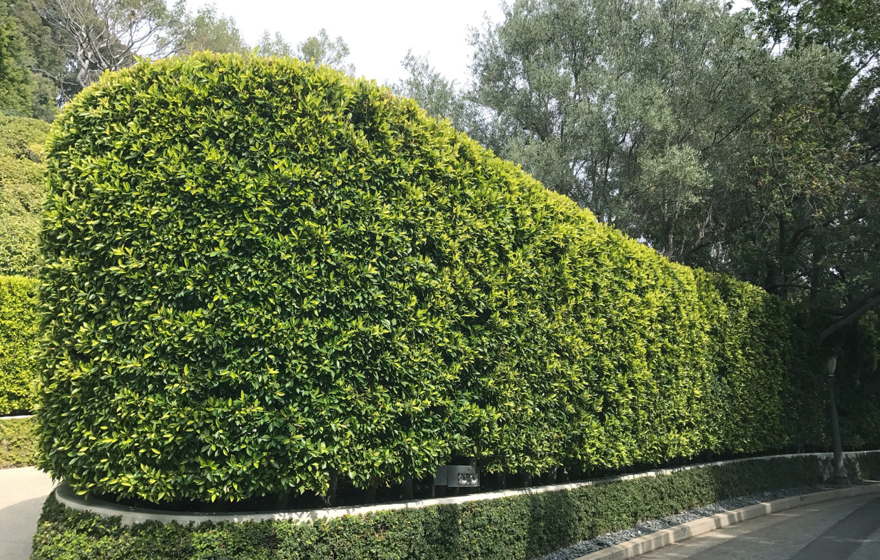 Hedge of Ficus Nitida