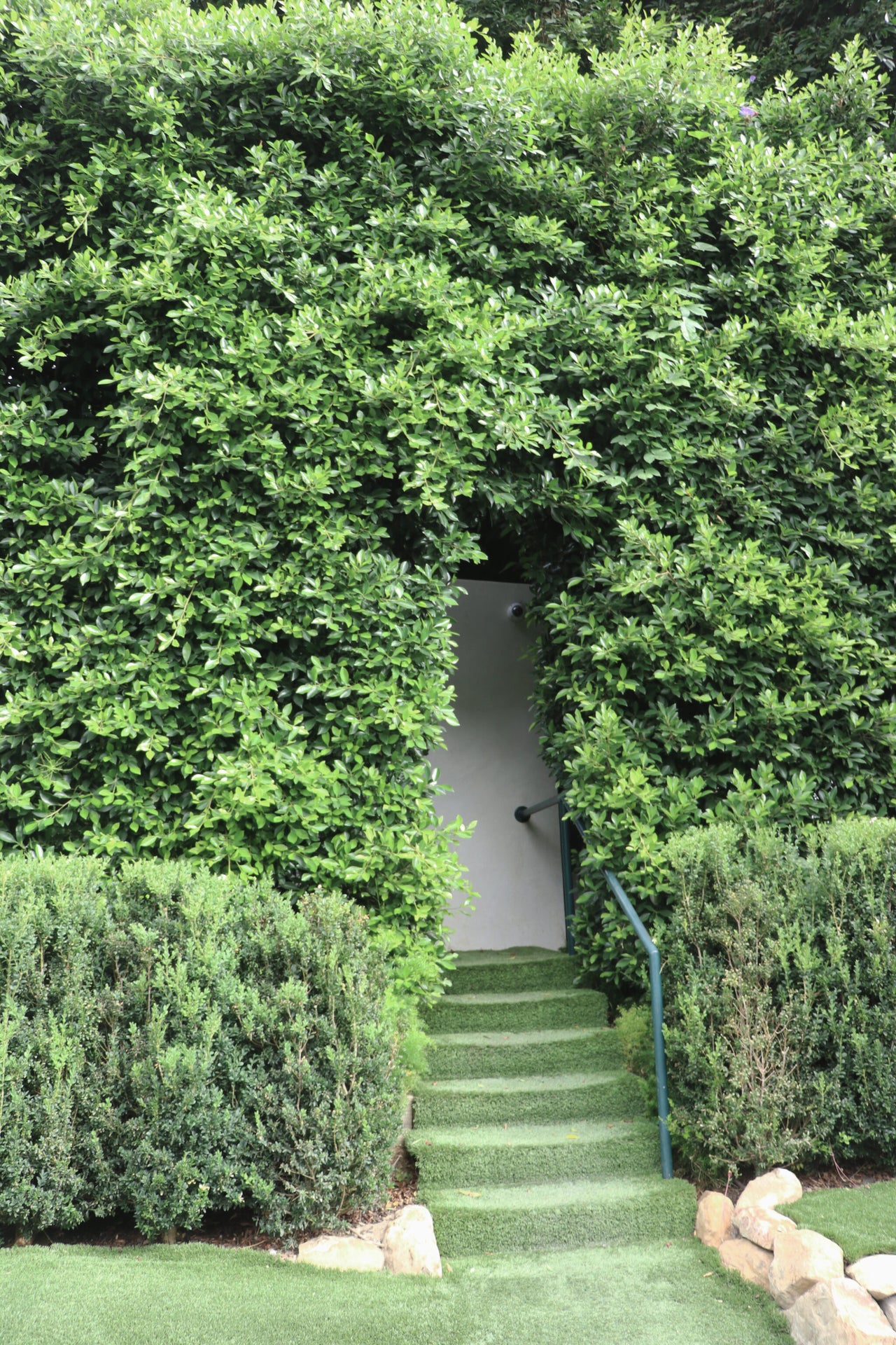 Ficus nitida hedge privacy around door