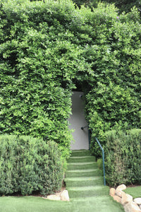 Thumbnail for Ficus nitida hedge privacy around door