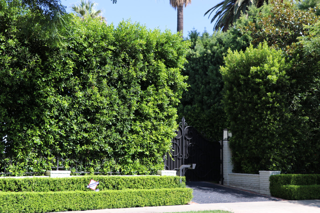Ficus hedge for privacy