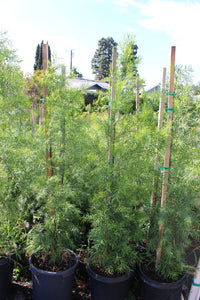 Thumbnail for Afrocarpus gracilior (Podocarpus) Yew Pine 15 gallon