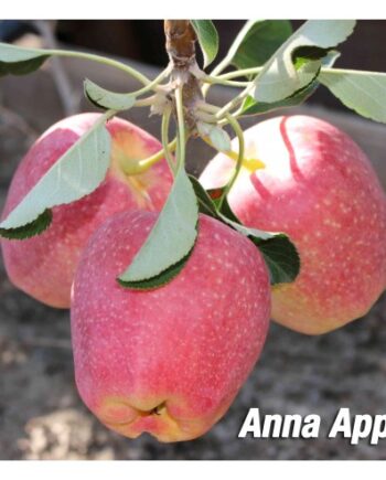 anna apple tree fruit