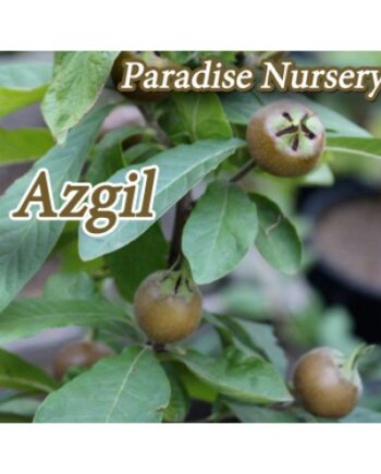 Medlar Tree