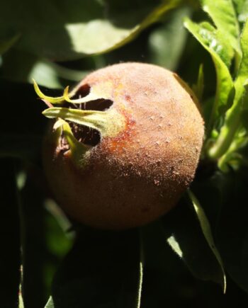azgil-medlar-tree