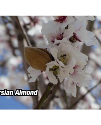 Almond Trees