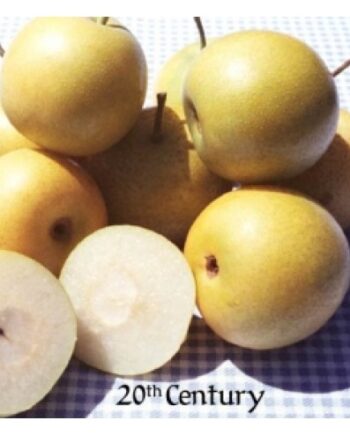 20th Century Asian Pear
