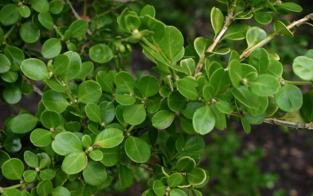 Japanese Boxwood