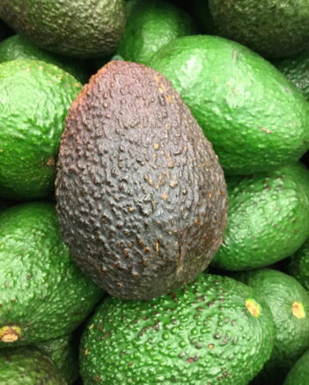 hass avocado tree fruit