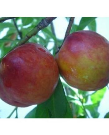 Nectarine Trees