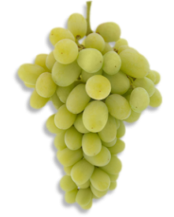 Princess Seedless Grape