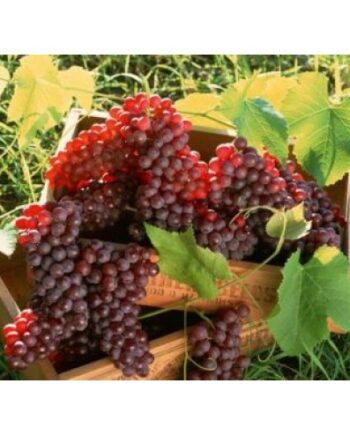 ruby seedless grape