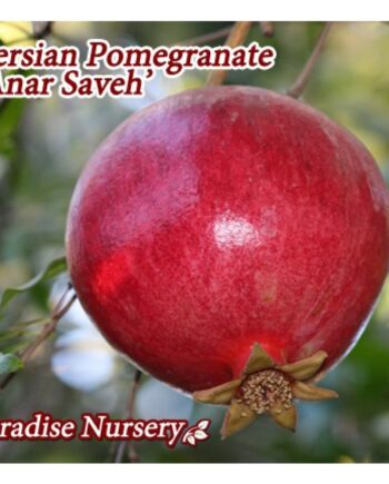 Pomegranate Trees