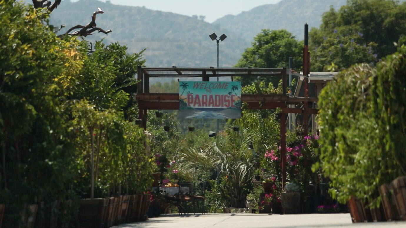 Citrus trees for sale nursery Citrus trees for sale