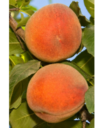 long beach peach