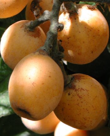 gold nugget loquat