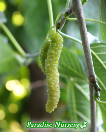 white pakistan mulberry tree