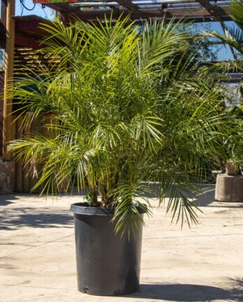 Pygmy Date Palm Phoneix Robelenni 15 gallon