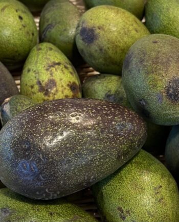Fuerte avocado
