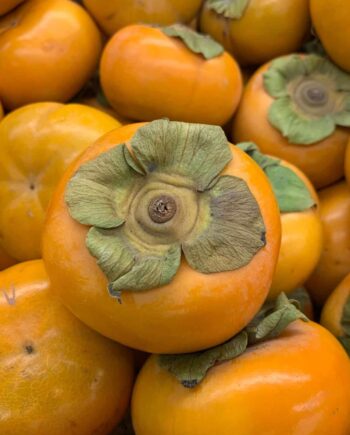 Fuyu-Persimmon-from-tree