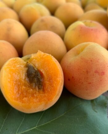Blenheim royal apricot fruits from tree for sale
