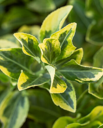 Shrubs