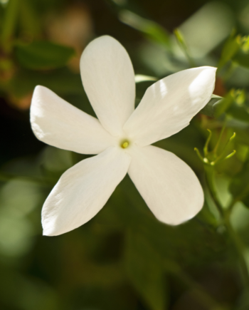 Jasmines