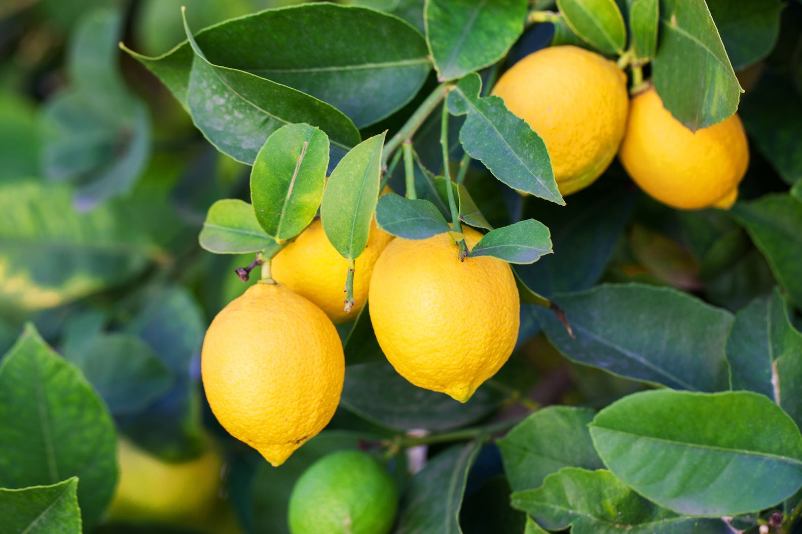 Meyer Lemon Trees