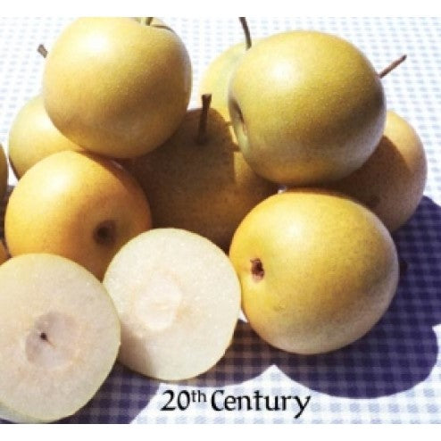 20th Century Asian Pear fruits