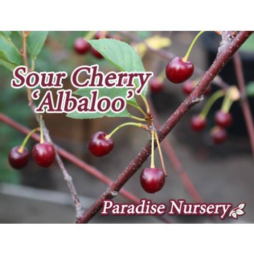 Sour Cherry Tree -  Albaloo