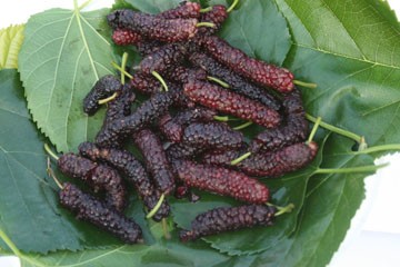 pakistan mulberry tree