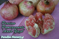 Thumbnail for Yazd-Pomegranate-Tree