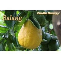 Thumbnail for Balang Tree