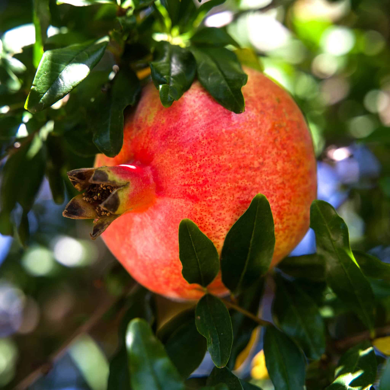 Persian Pomegranate fruit on tree