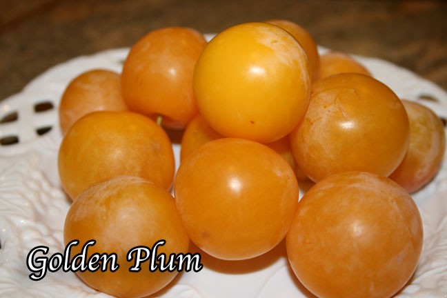 Golden Plum Tree