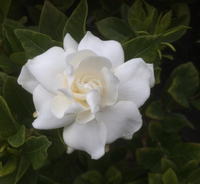 Thumbnail for Gardenia Plant