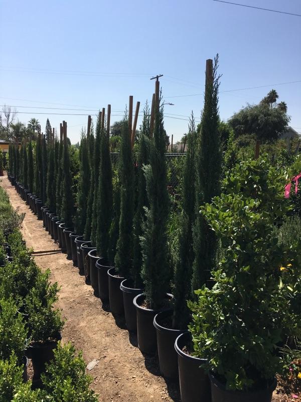 Italian Cypress 15 gal