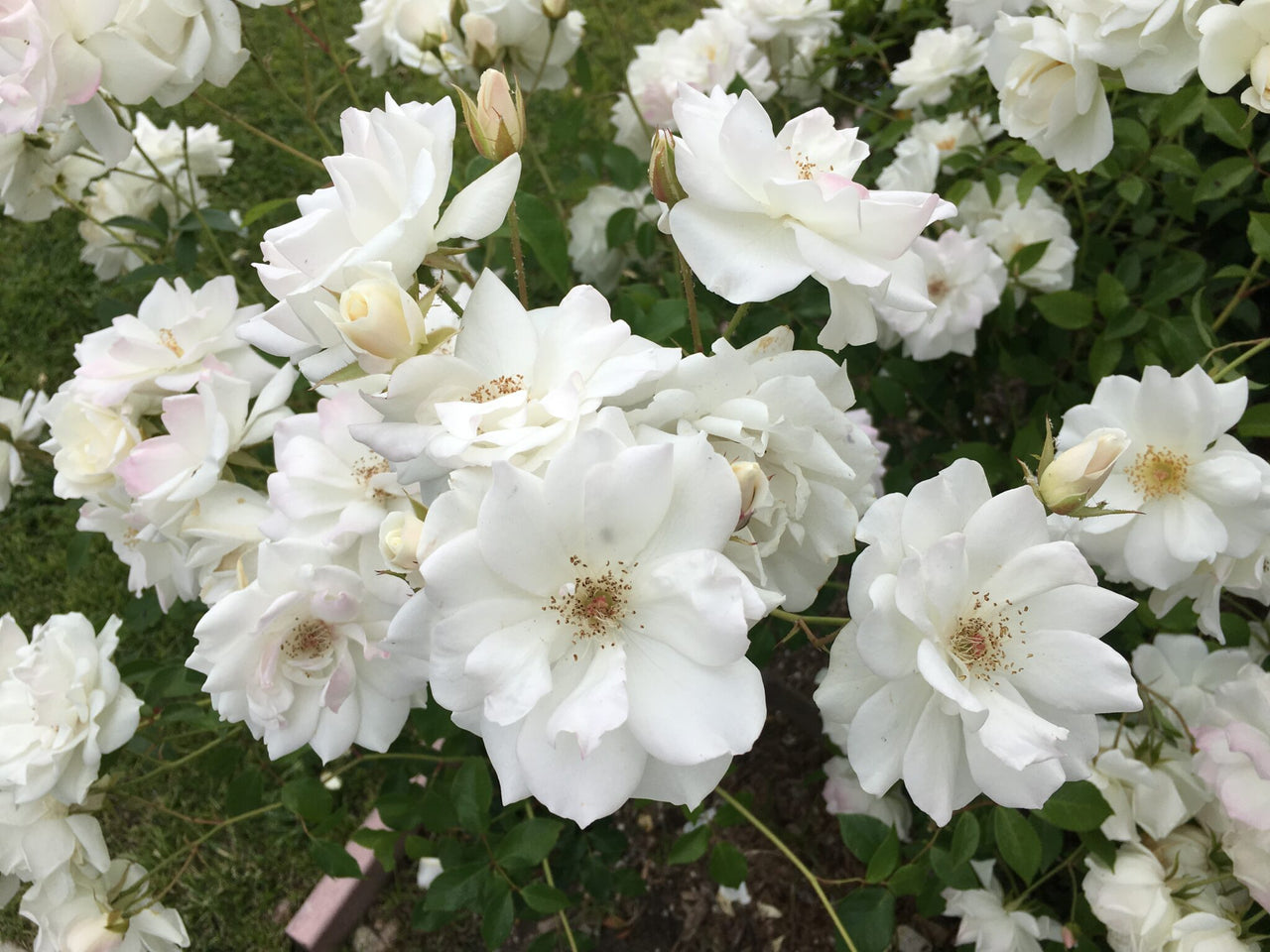 Iceberg rose plants flowering