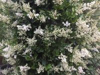 Thumbnail for ligustrum japonicum texanum flowers