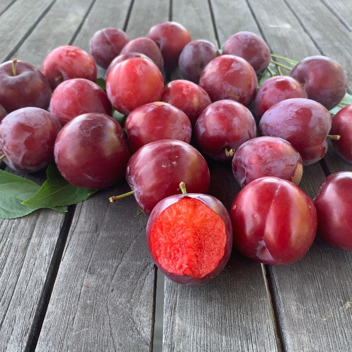 Burgundy Plums from tree