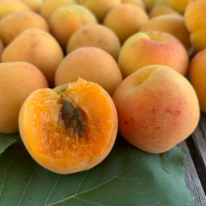 Blenheim royal apricot fruits from tree for sale