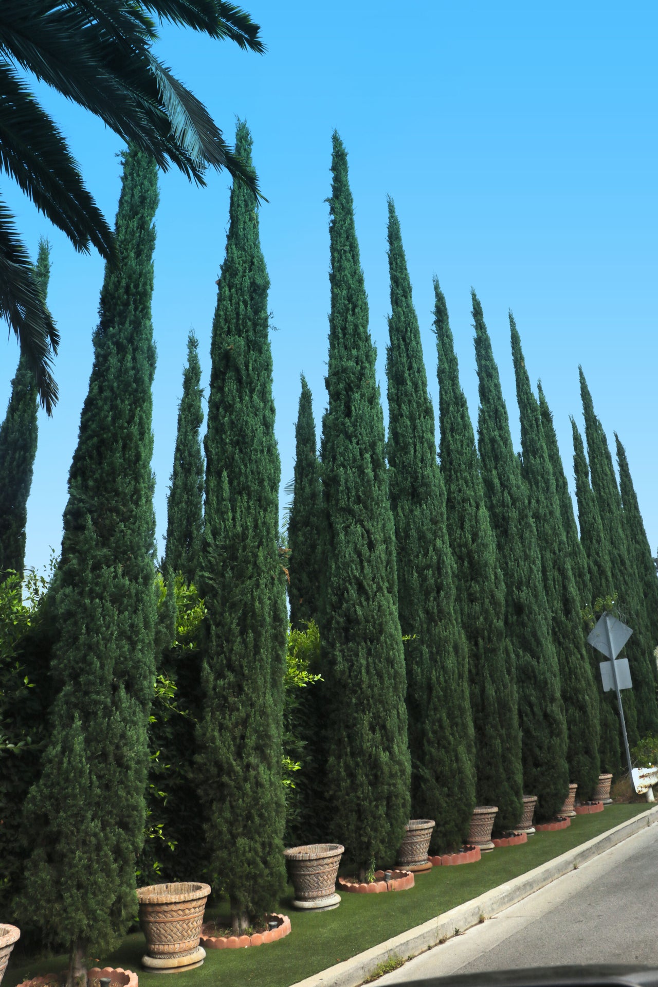 Italian cypress hedge near street