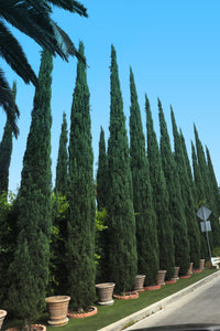 Thumbnail for Italian cypress hedge near street
