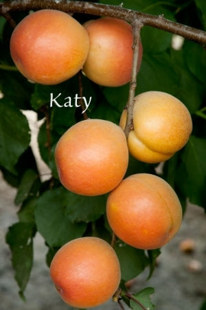 Ripe Katy apricots on a Katy apricot tree