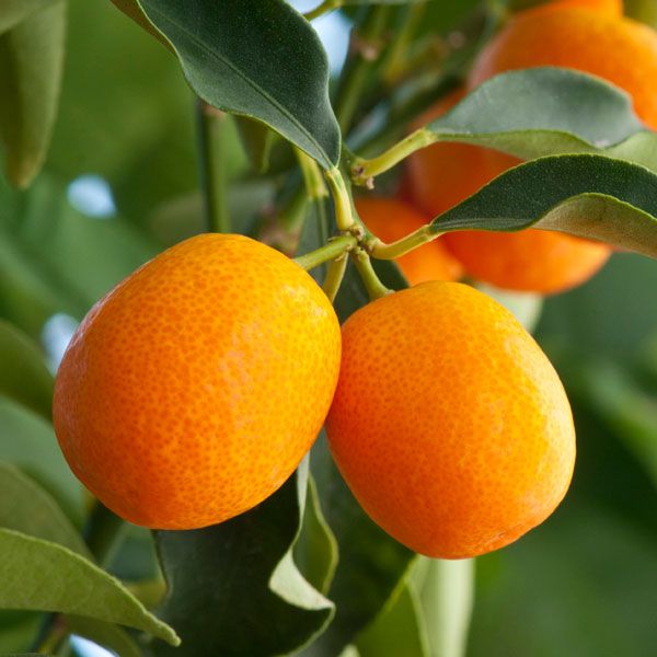 Meiwa kumquat