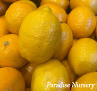 Thumbnail for Meyers Lemon tree fruits