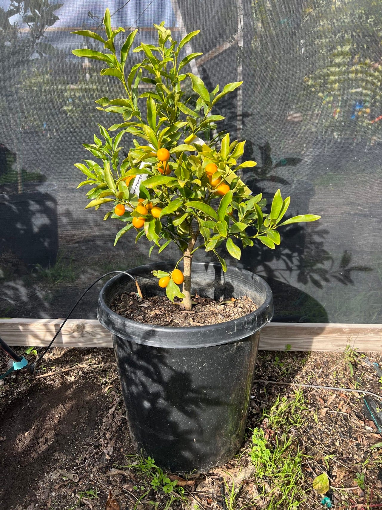 Nagami Kumquat Tree