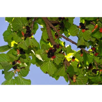 Thumbnail for persian mulberry tree shahtoot