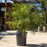 Thumbnail for Pygmy Date Palm Phoneix Robelenni 15 gallon