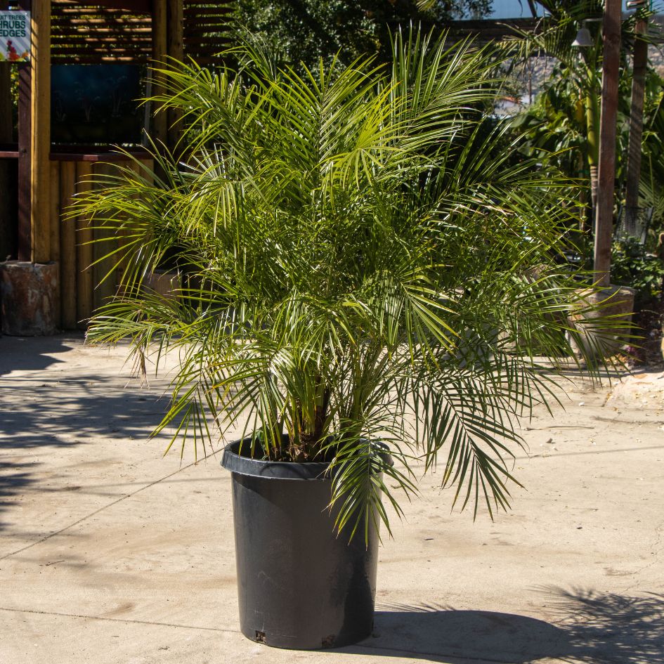 Pygmy Date Palm Phoneix Robelenni 15 gallon