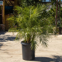 Thumbnail for Pygmy Date Palm Phoneix Robelenni 15 gallon